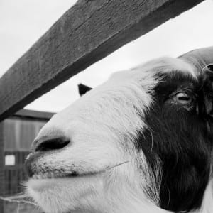 Gorgie City Farm, Edinburgh