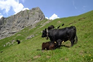 Aberdeen Angus. Picture: CC