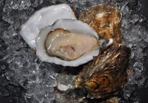 Oysters