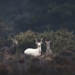 Six Scottish whisky legends and stories