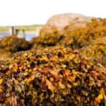 Scottish seaweed set to be next 'global food trend'