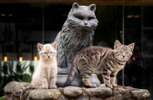 Glen and Turret with legendary distillery cat Towser. Picture: Fraser Band