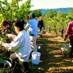 Brian Elliott: Californian wine regions friendly on your wallet