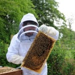 ‘Disastrous’ season for Scots honey production