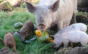 Picture by Lesley Martin 08 October 2015 Whitmuir The Organic Place, West Linton, Edinburgh. © Lesley Martin 2015 t: 07836745264 e: lesley@lesleymartin.co.uk