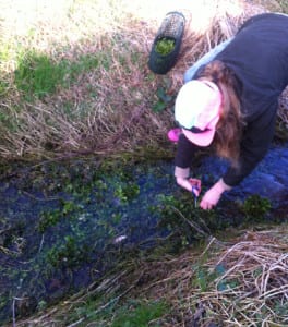 Watercress picking. Picture: KH