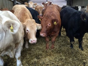 Cattle at South Seatter Farm in Sandwick. Picture: SPM