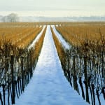 Brian Elliott: Exciting times for German wine