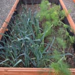 Alistair Craig blog: The Horseshoe Restaurant Kitchen Garden