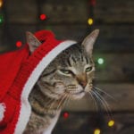 How to survive Christmas when you hate it - according to a psychologist