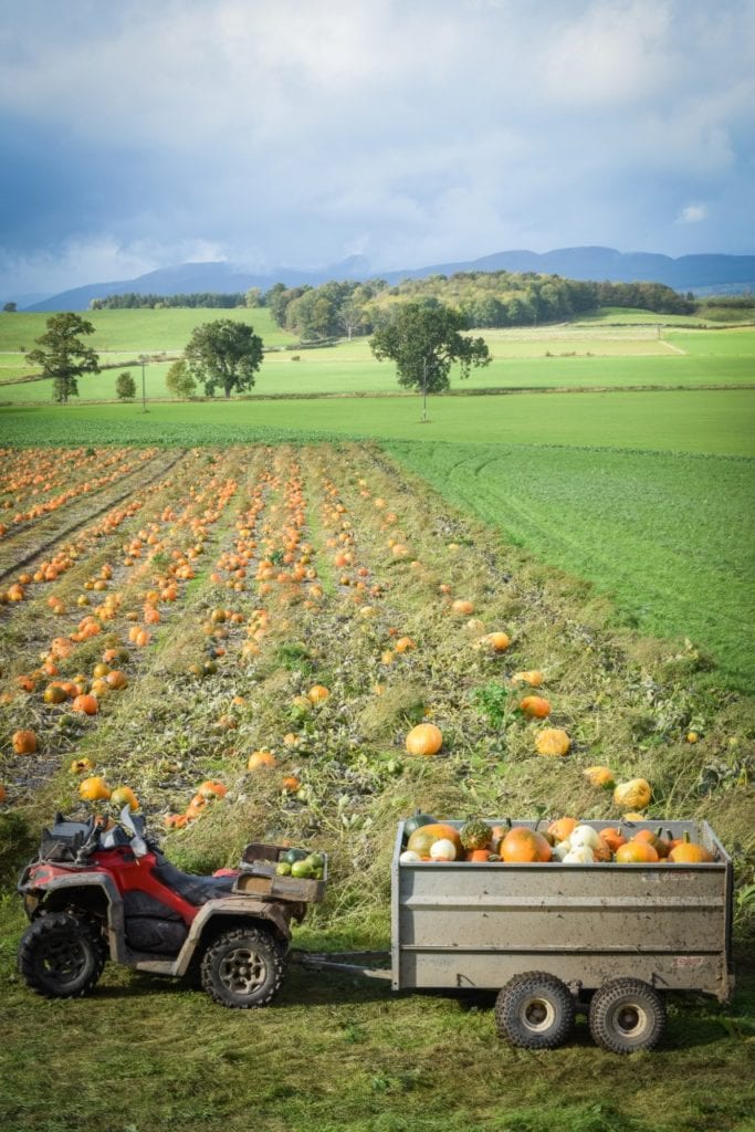 Pumpkin glamping