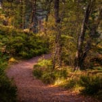 Foraging in Scotland: the best seasonal produce to pick this autumn and winter