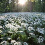 Cooking at home: Foraged wild garlic pesto recipe