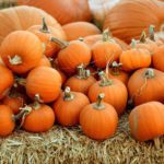 The best places to pick pumpkins in Scotland this month for Halloween