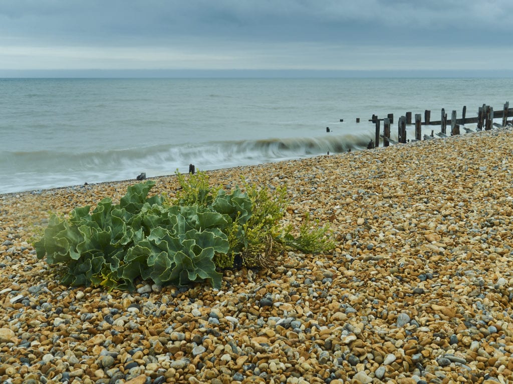 Sea Kale (Crambe maritim) grows around the coast but it is protected by law. Picture: Getty