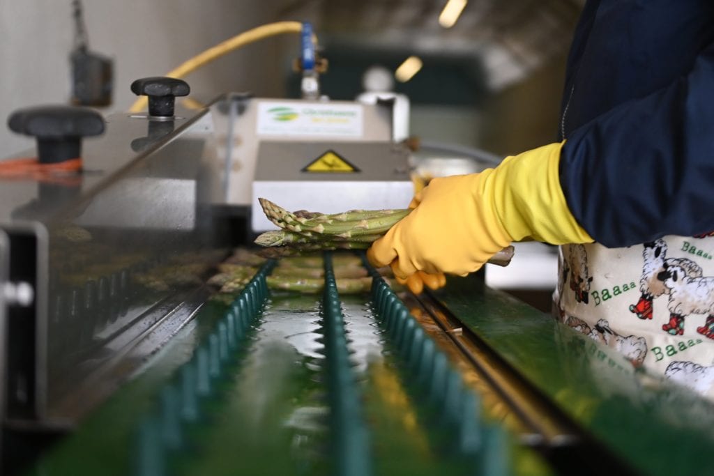 Asparagus is picked first thing then graded and packed ready for distribution. Picture: John Devlin