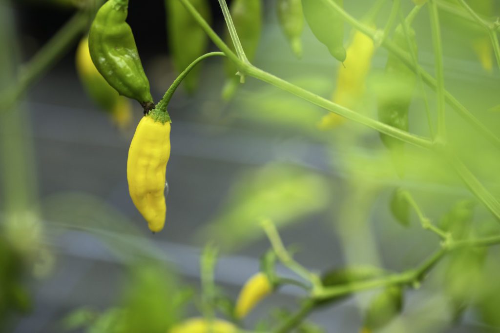 Galloway Chillies Lemon Drop