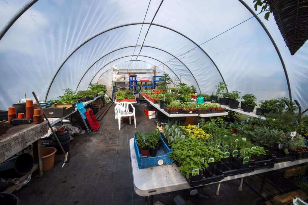 Seedlings grown under cover 