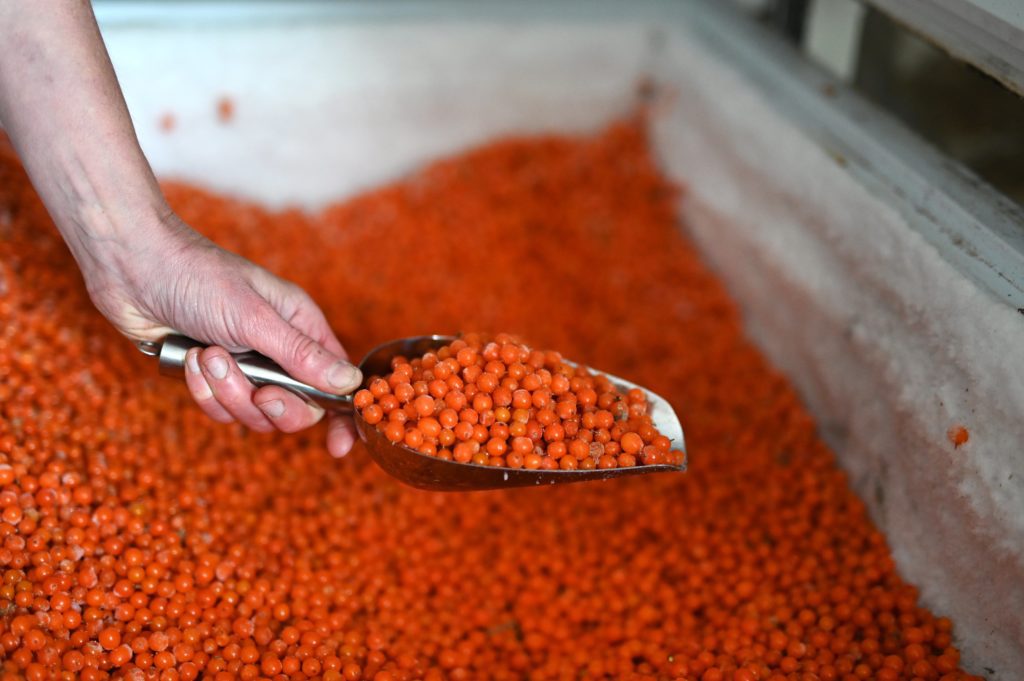 Kirstie Campbell Seabuckthorn Scotland