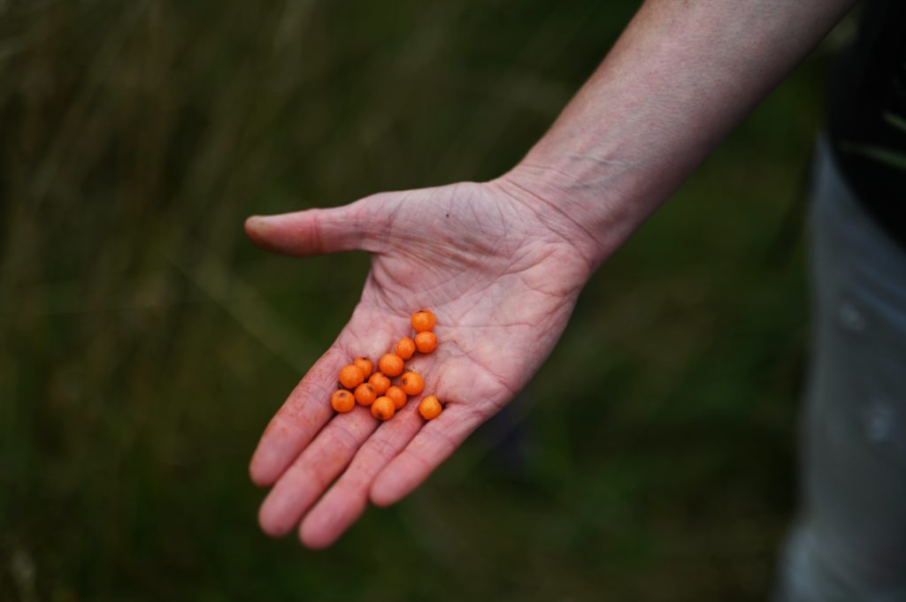 Kirstie Campbell Seabuckthorn Scotland.