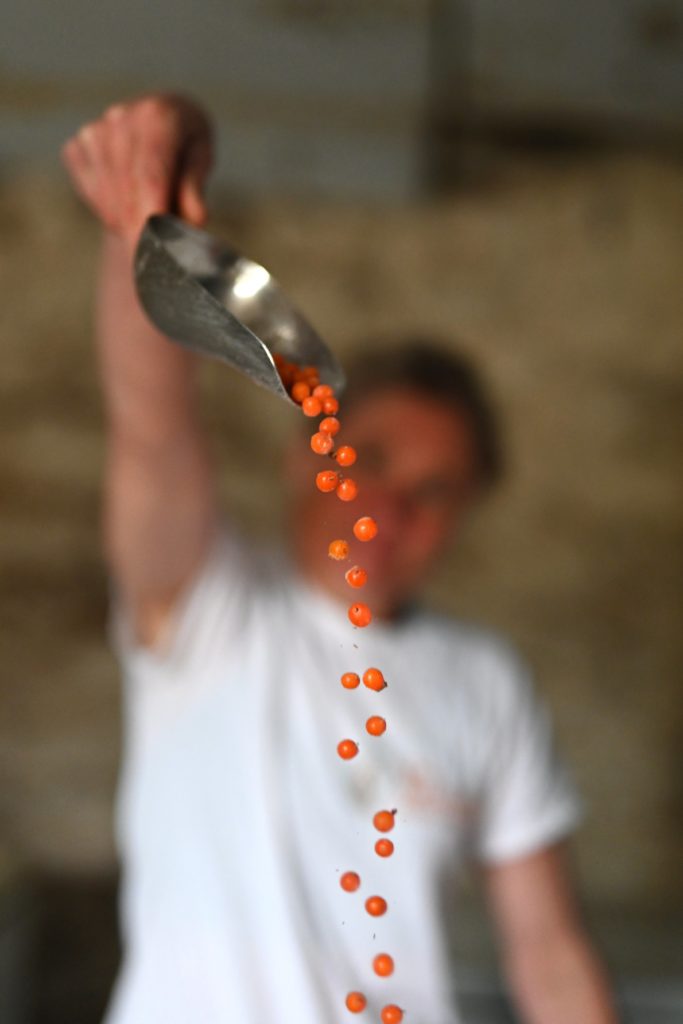 Kirstie Campbell Seabuckthorn Scotland