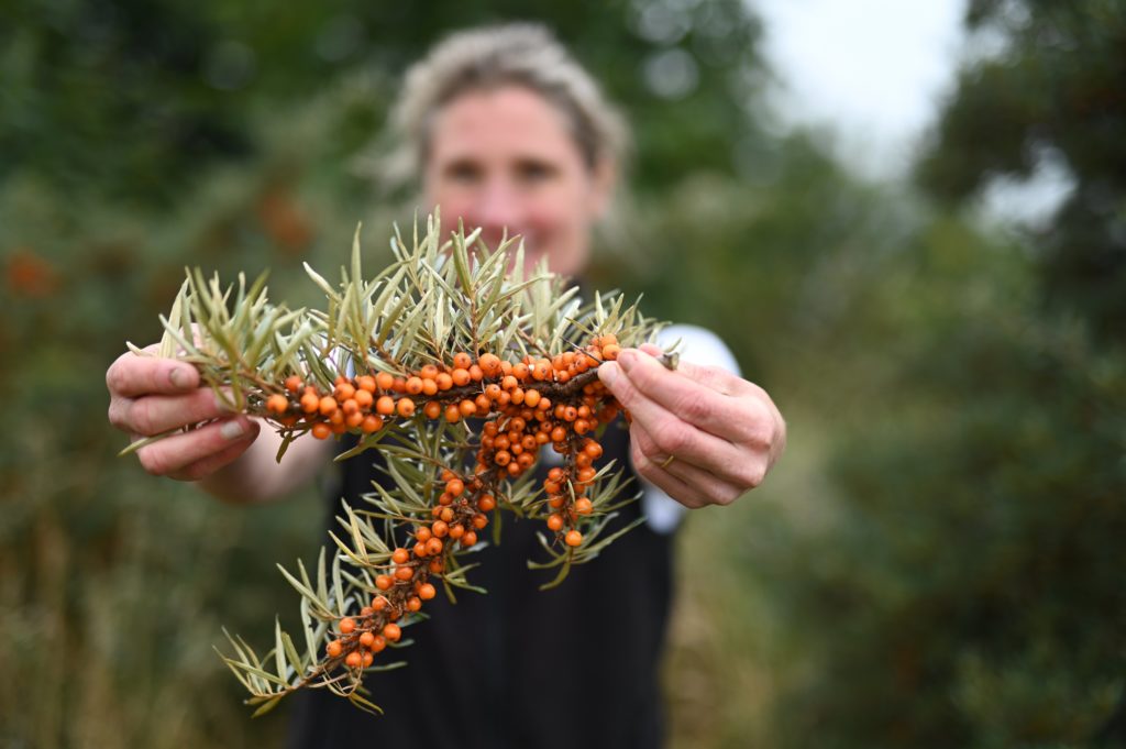 Kirstie Campbell Seabuckthorn Scotland