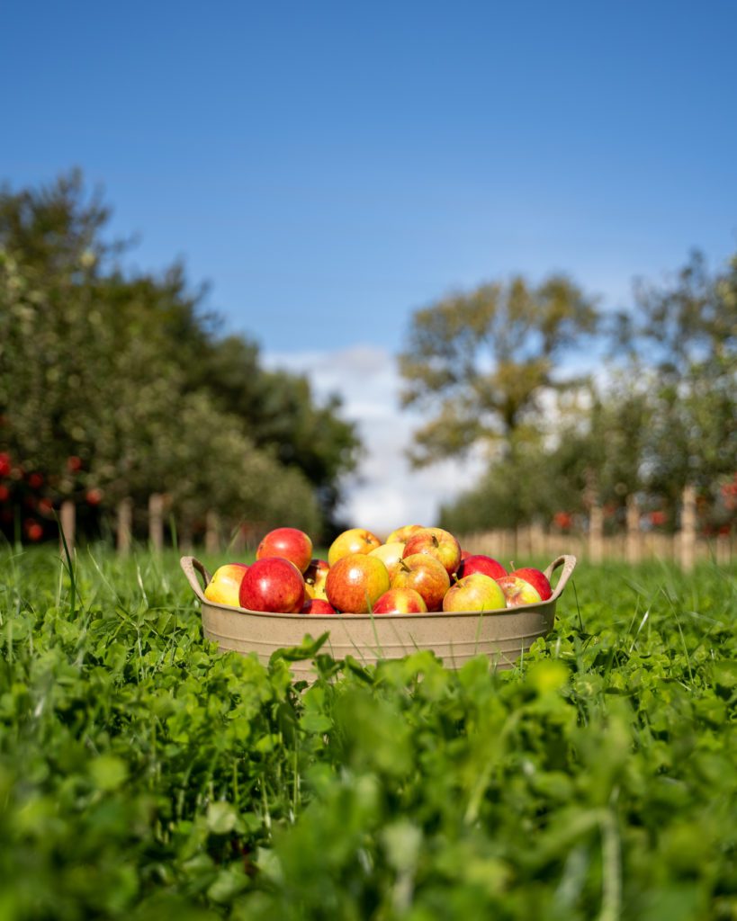 Lost Orchards