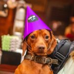 A Pup Up Cafe for dachshund lovers comes to The Old Dr Bells Baths in Leith