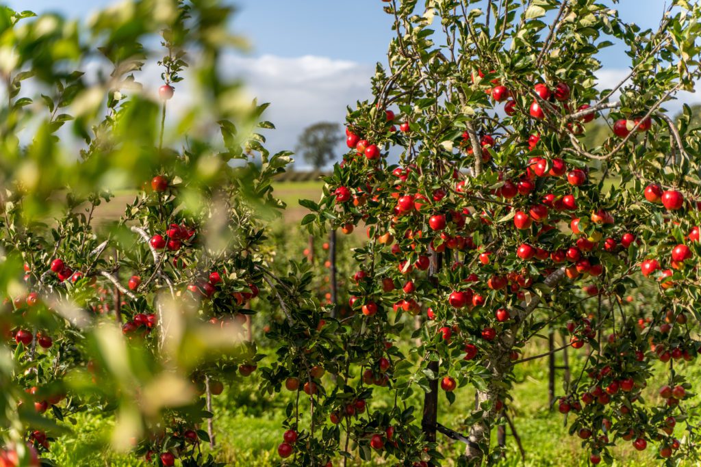 Lost Orchards