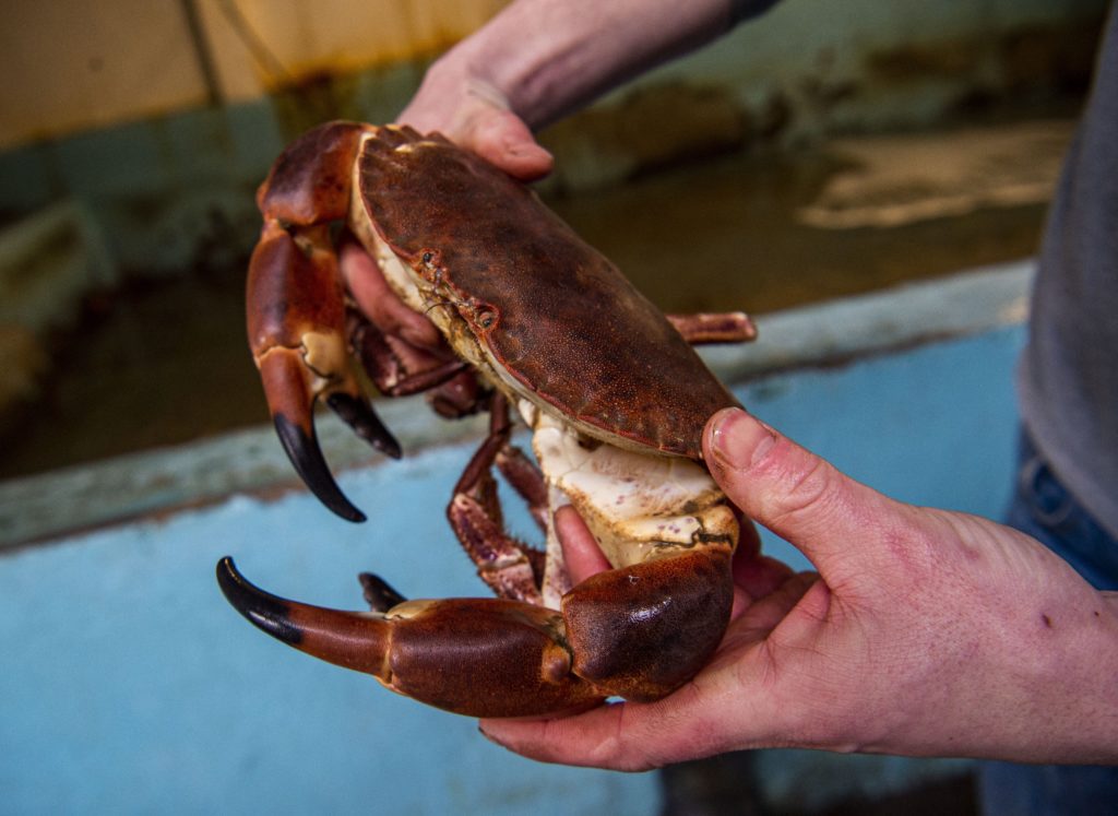 Loren McBay The Lobster Shop