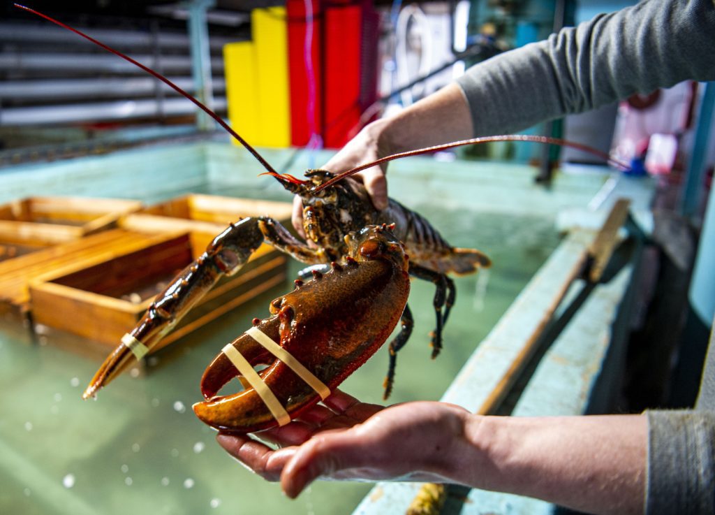 Loren McBay The Lobster Shop