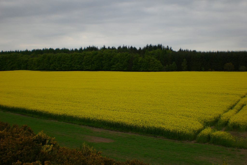 Summer Harvest Oil