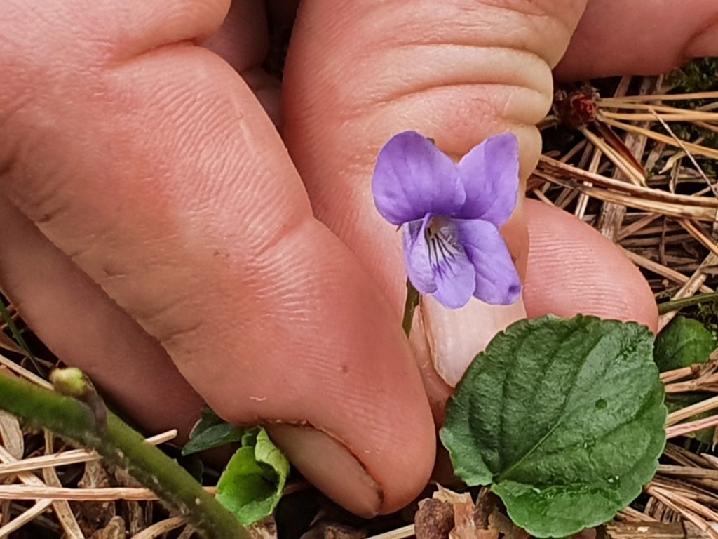 The Wee Folk of the Woods Foraging