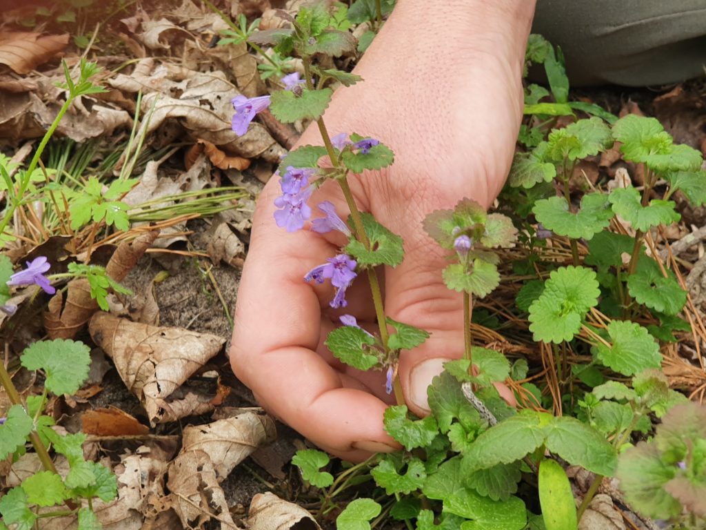 The Wee Folk of the Woods Foraging