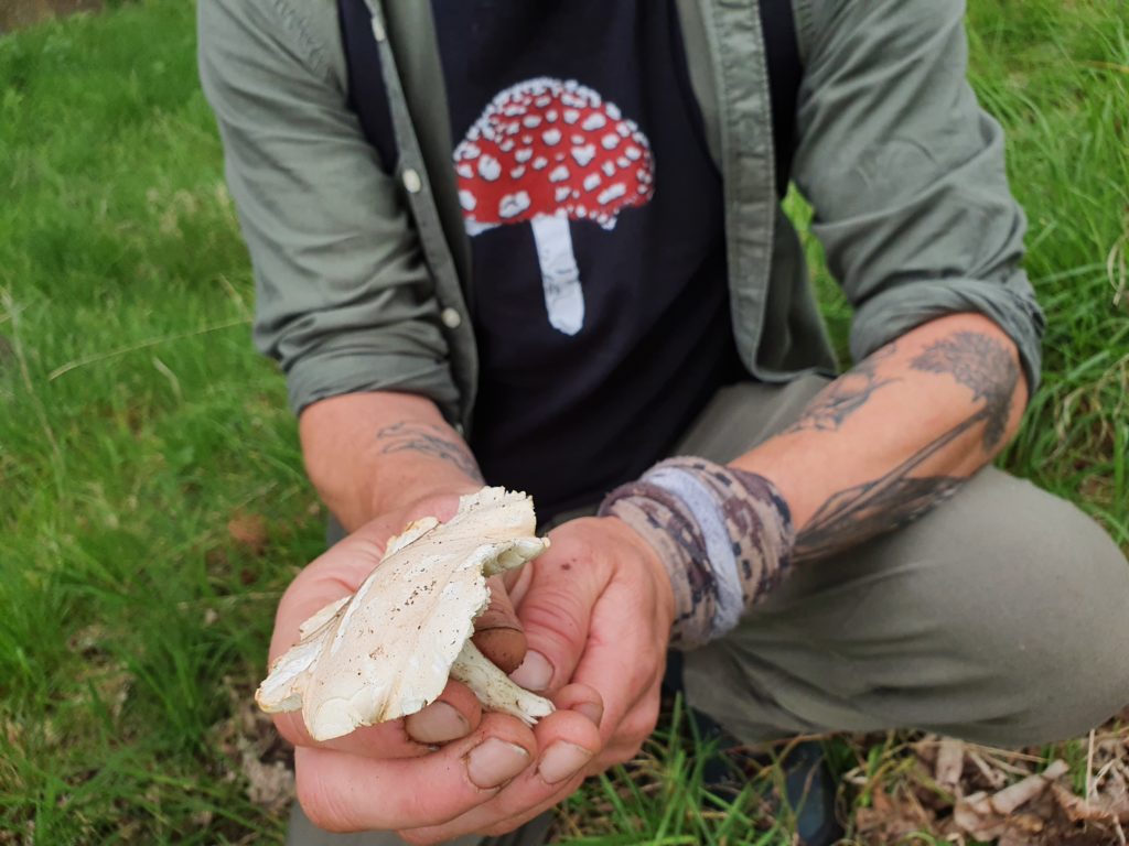 The Wee Folk of the Woods Foraging