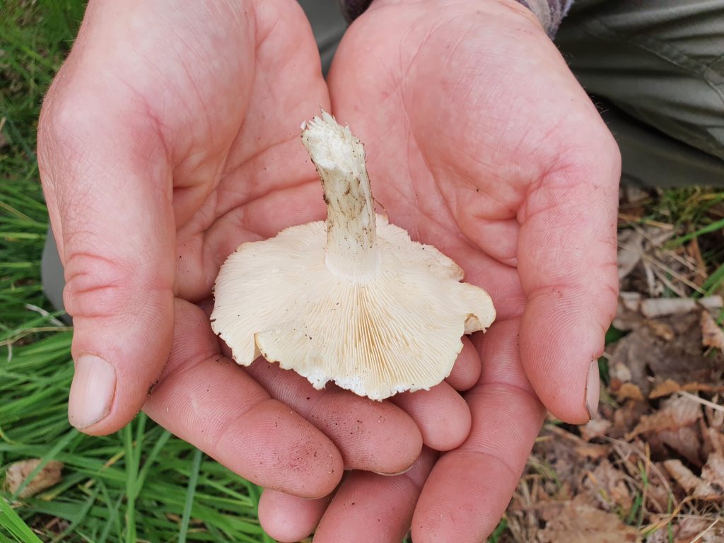 The Wee Folk of the Woods Foraging