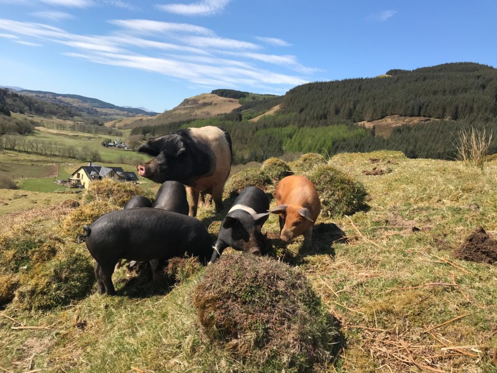 The Wee Pig Company, Oban