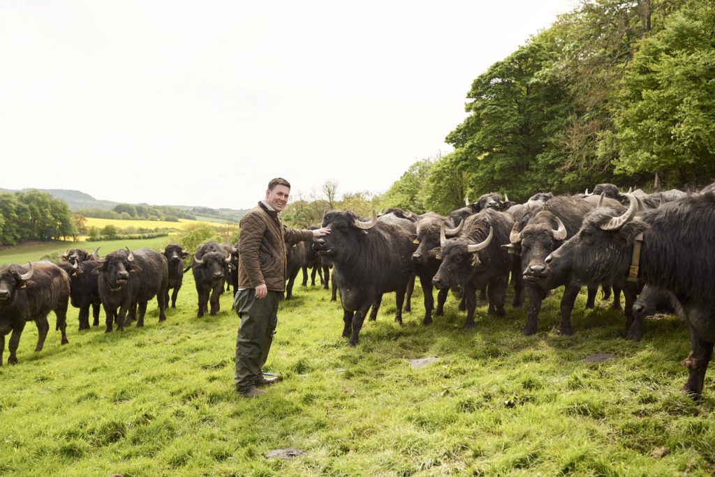 Steve Mitchell The Buffalo Farm