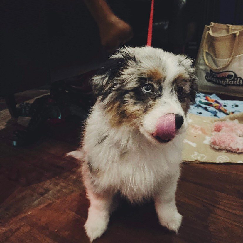 Peggy, an Australian Shepherd puppy, licking her lips in front of a cosy blanket in Red Squirrel, a dog-friendly Edinburgh restaurant. 