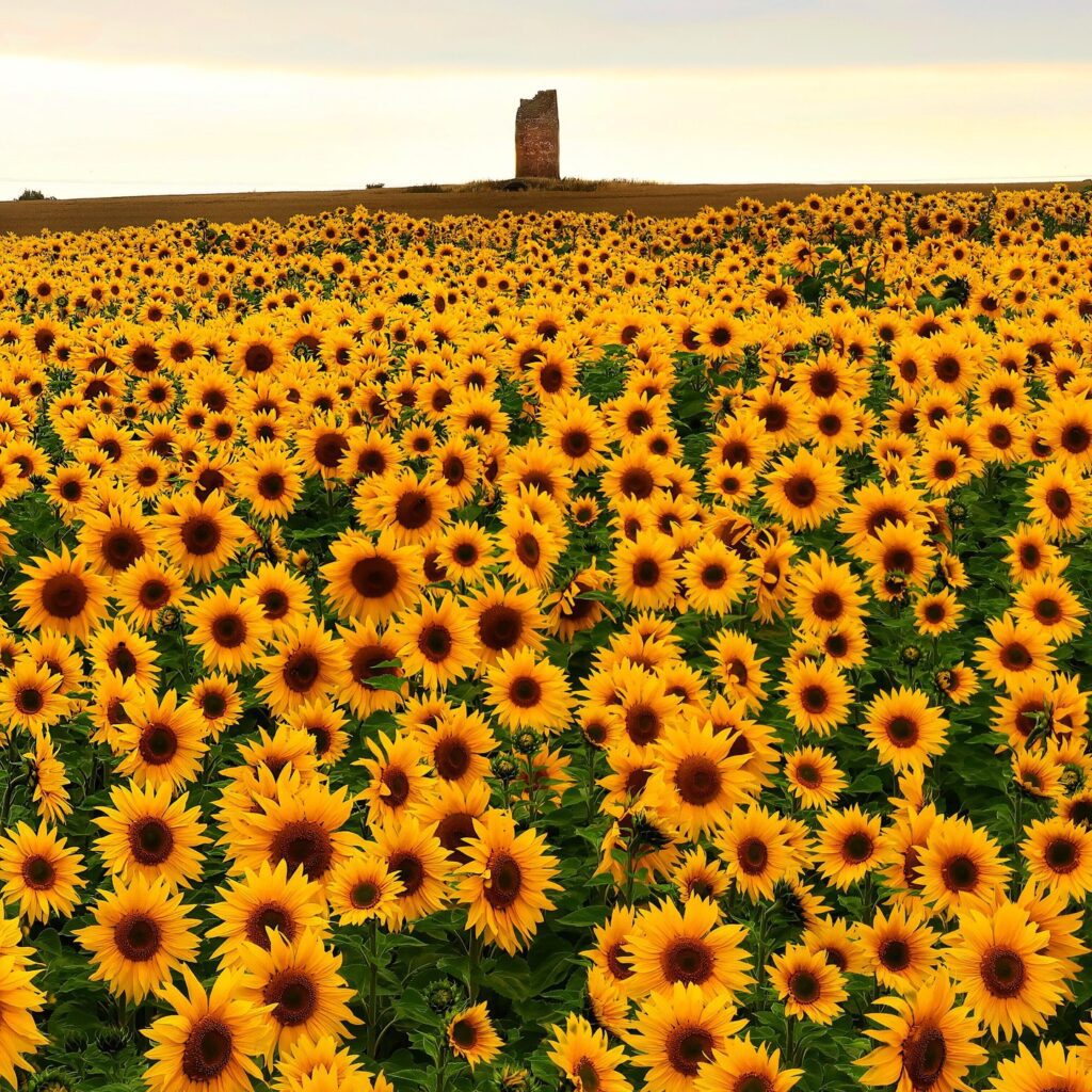 pick sunflowers scotland